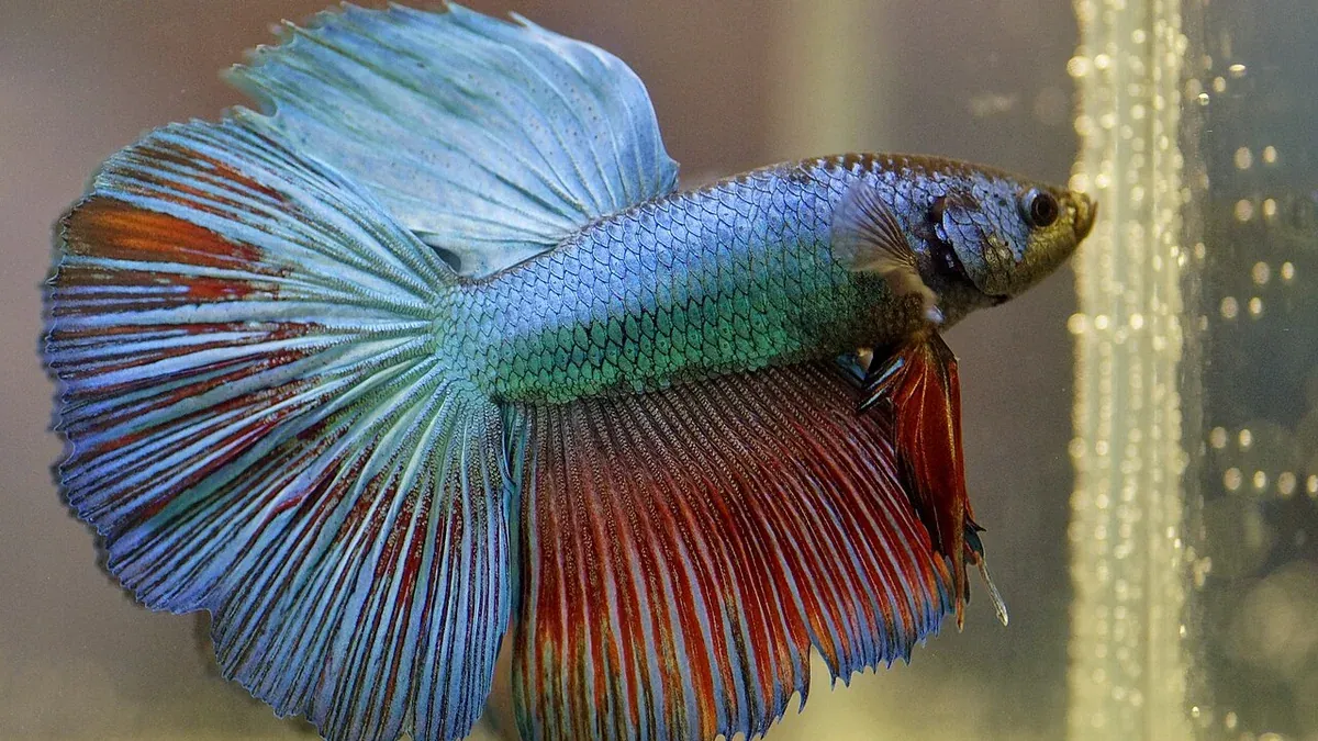 Best Food for Betta Fish: A Simple Feeding Framework