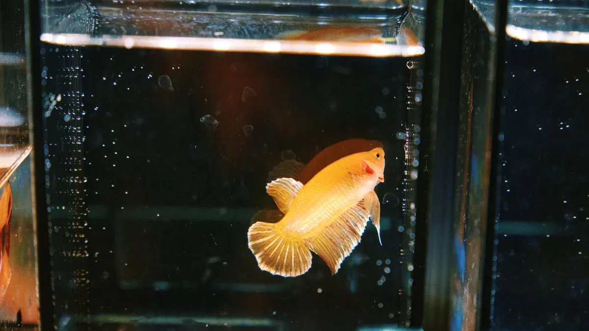How to Acclimate a Betta Fish: 2 Easy Methods (Step by Step)