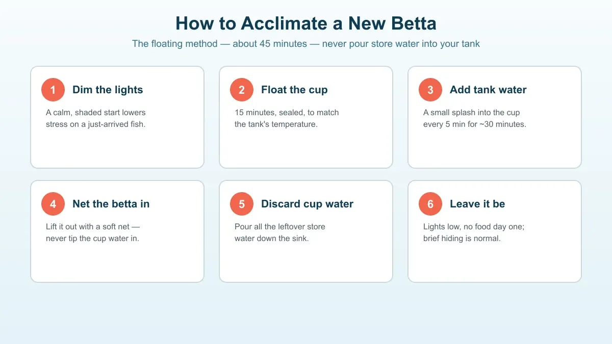 Numbered diagram of betta acclimation steps: float the cup, add tank water, net the fish, discard cup water