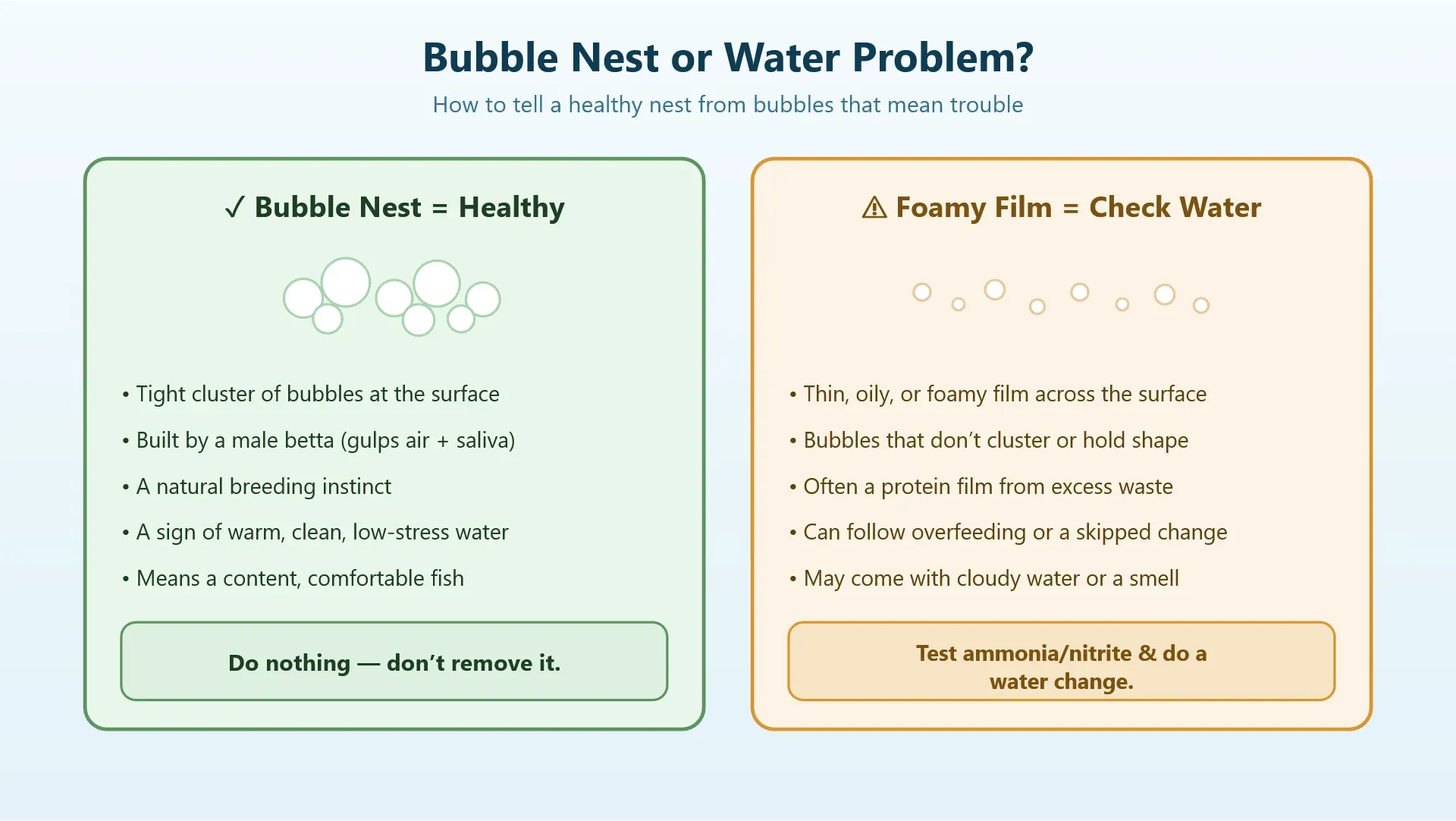 Comparison of a healthy betta bubble nest versus random surface bubbles that signal a water-quality issue