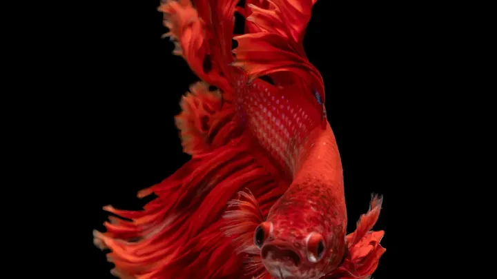 Betta Bubble Nests Explained: Why They Make Them & What to Do
