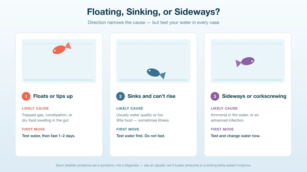 Three-panel diagram showing a betta floating, sinking, and rolled sideways, with the likely cause and first move for each