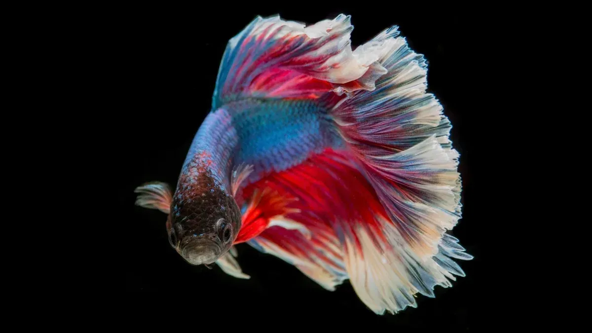 Betta Constipation: Signs, Causes and How to Treat It