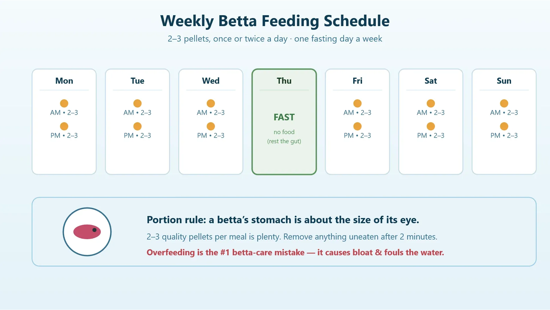 Weekly betta fish feeding schedule showing two small meals daily and one fasting day
