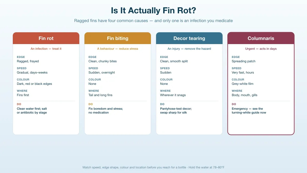 Decision chart for diagnosing betta fin damage: fin rot, fin biting, decor tearing, or columnaris