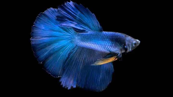 Betta Fin Rot: How to Tell, Treat, and Regrow