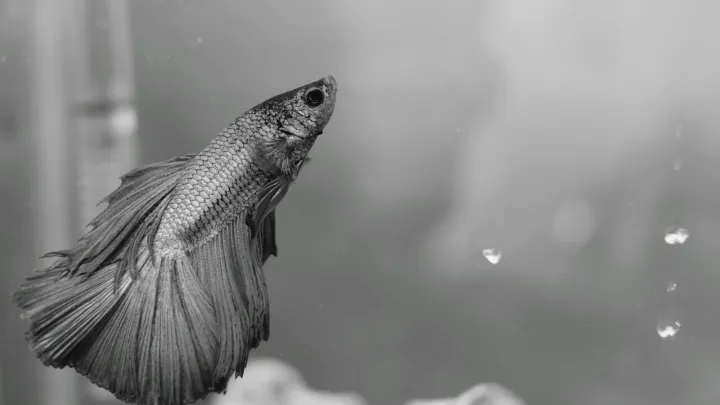 Betta Fish Care for Beginners: The Complete Guide