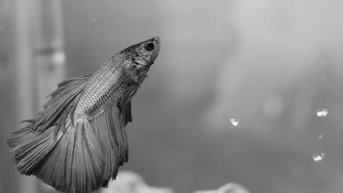 Betta Fish Care for Beginners: The Complete Guide