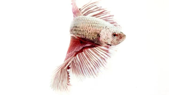 Why Is My Betta Fish Turning White? Causes, Quick Checks and What To Do