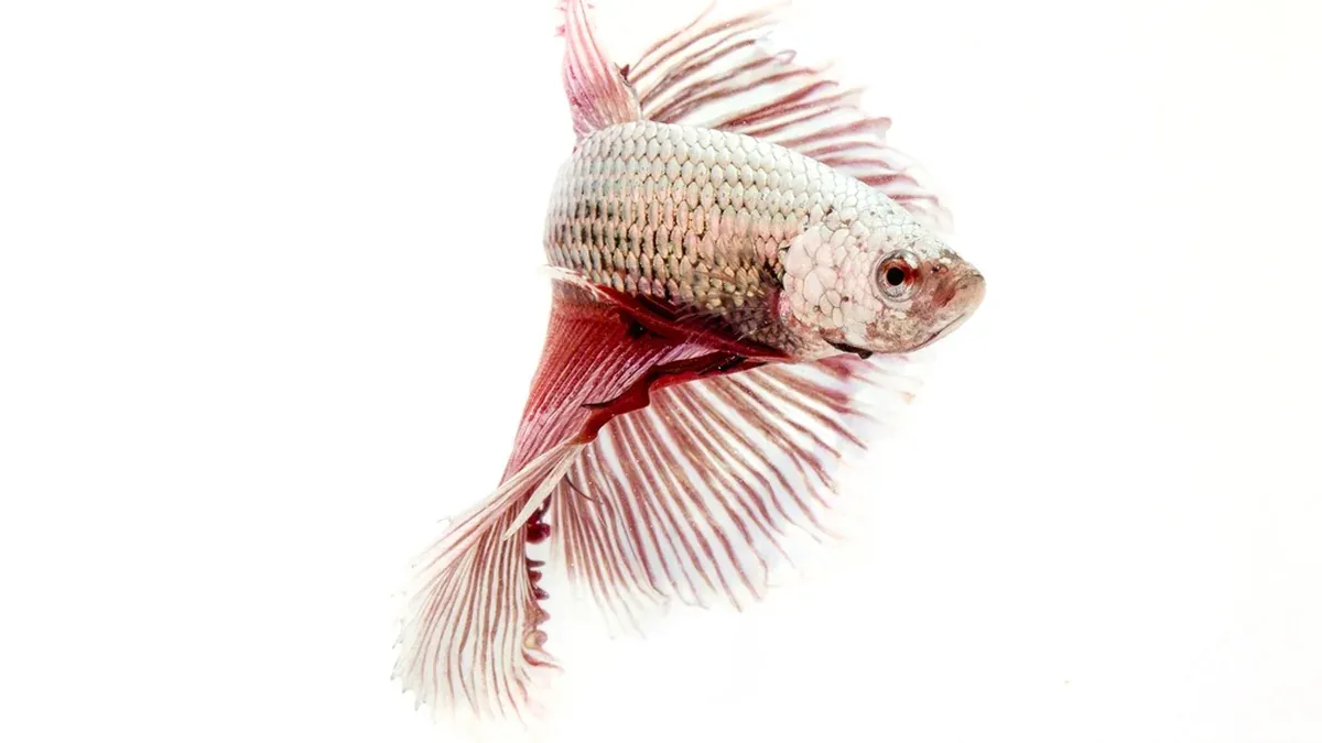 Why Is My Betta Fish Turning White? Causes, Quick Checks and What To Do