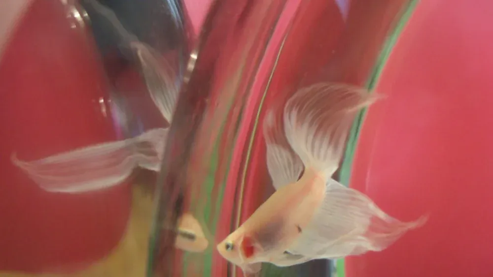 A betta fish flaring at its own reflection in a mirror