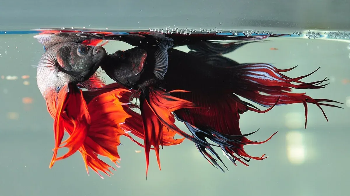 Why Is My Betta Flaring? What It Means and When to Worry