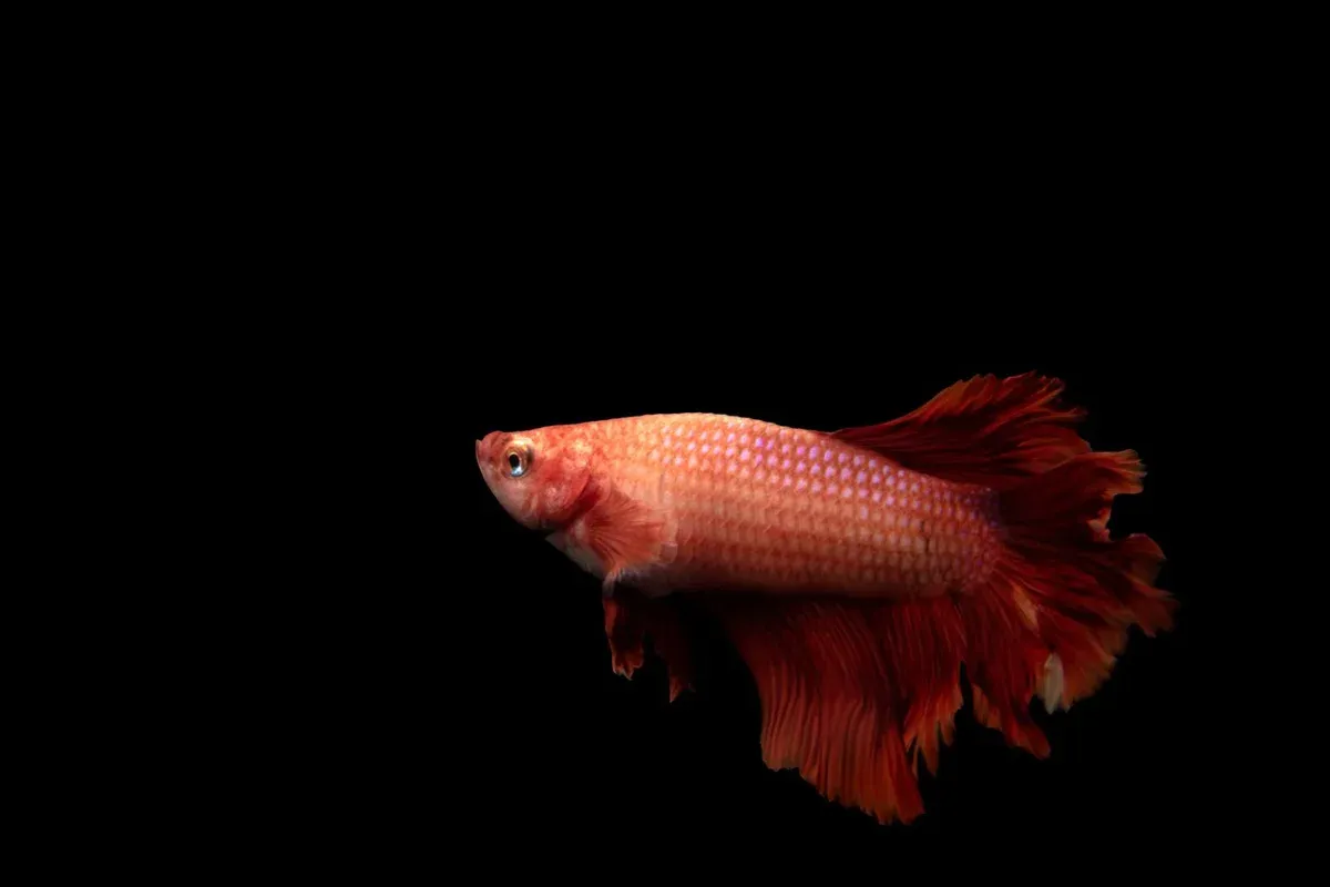 A healthy betta with rich, vibrant color and full, intact fins