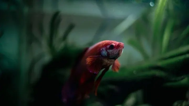 Why Is My Betta Hiding? Normal vs. Concerning (and How to Fix It)