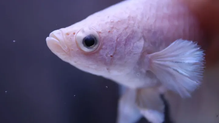 Why Is My Betta Lethargic? 6 Common Causes and What to Check First