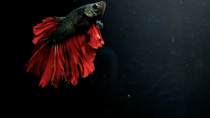 Why Is My Betta Fish Not Eating? 7 Reasons and How to Fix It
