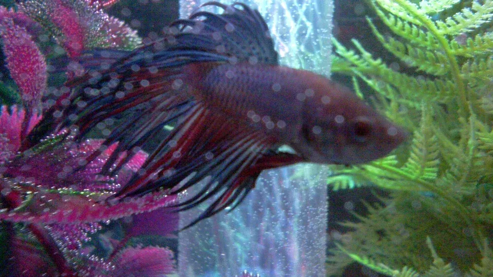 A betta fish resting quietly near the bottom of a planted aquarium