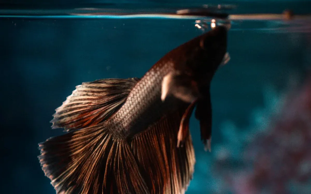 A betta swimming out in the open in a densely planted aquarium