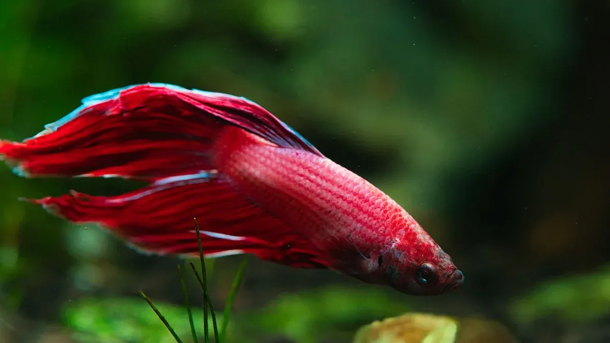 Do Betta Fish Sleep? Yes — Here's How (and How to Tell They're Not Sick)