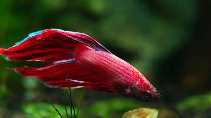 Do Betta Fish Sleep? Yes — Here's How (and How to Tell They're Not Sick)