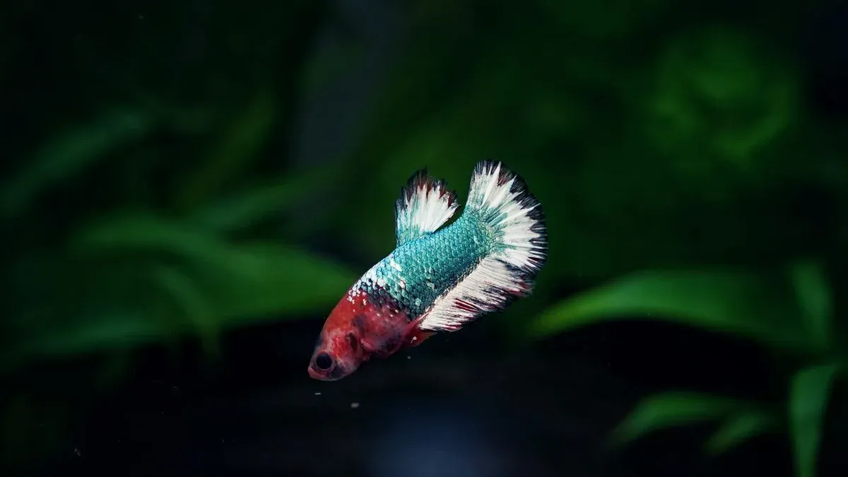 Betta Swim Bladder: Why Your Betta Floats, Sinks, or Swims Sideways