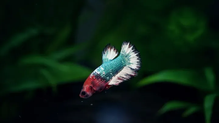 Betta Swim Bladder: Why Your Betta Floats, Sinks, or Swims Sideways