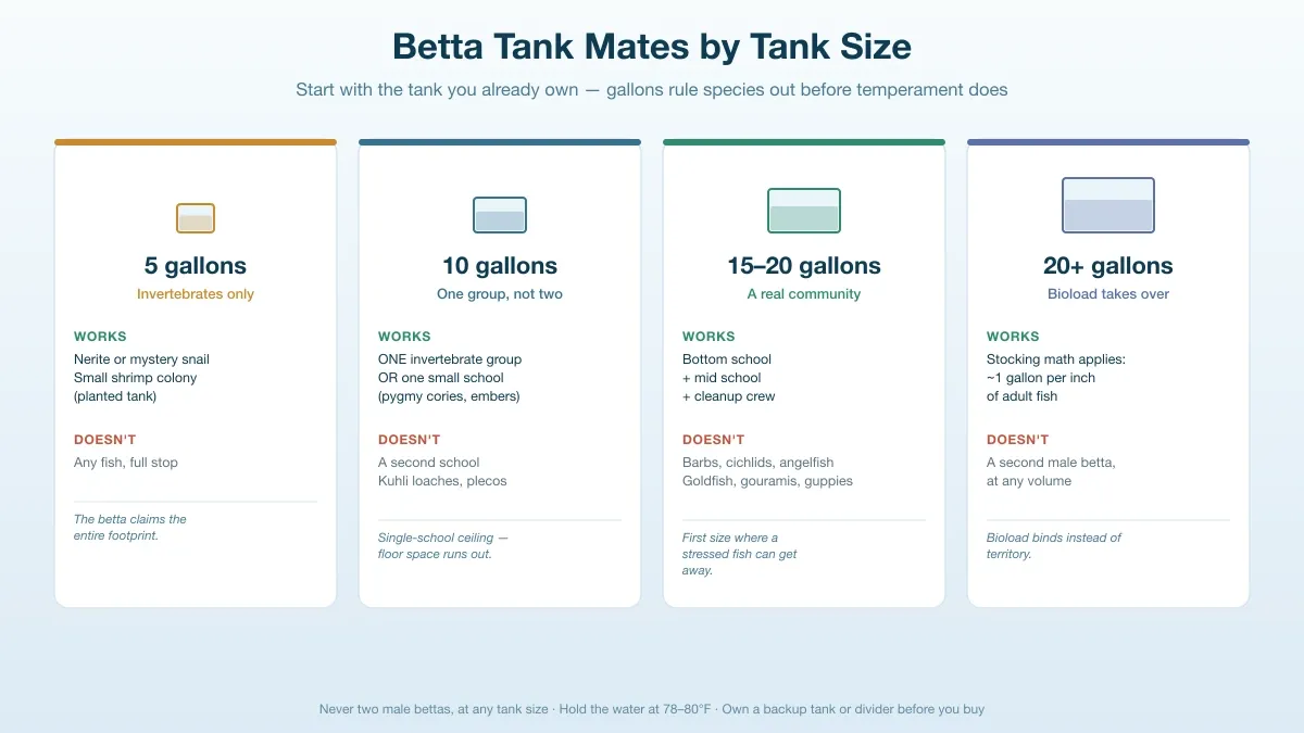 Diagram showing which betta tank mates fit in 5, 10, 15 to 20, and 20 plus gallon tanks