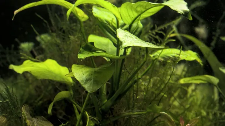 How to Set Up a Betta Tank: The Full Buy List and Timeline