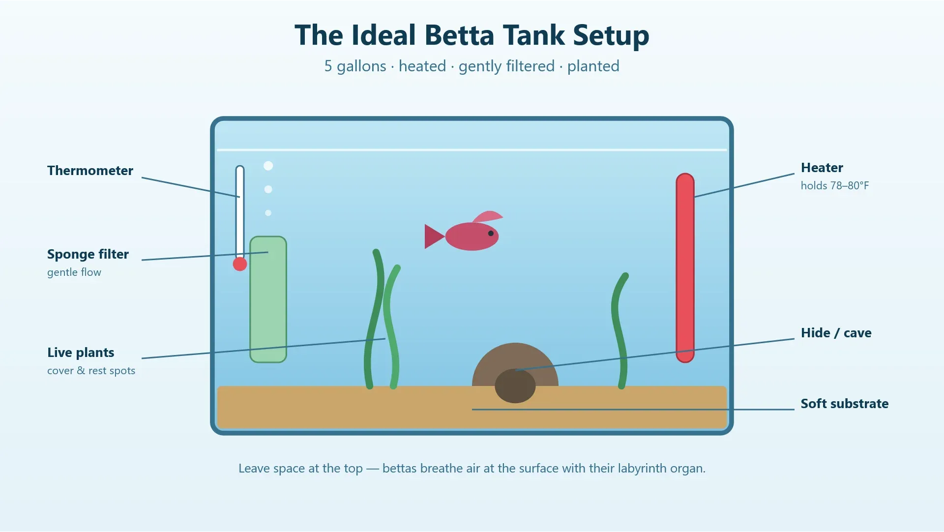 Diagram of an ideal 5-gallon betta tank setup with heater, filter, plants, and hide