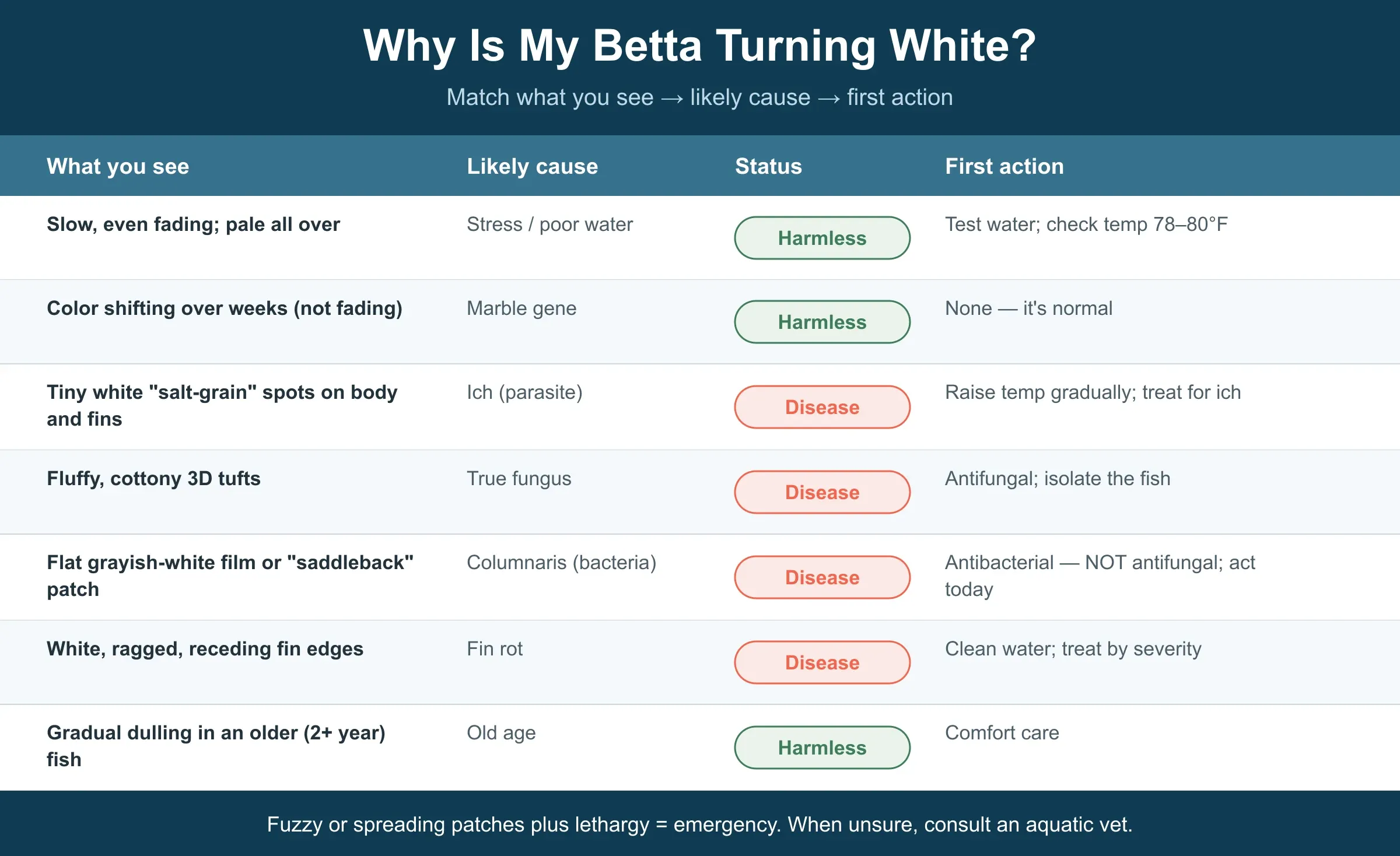 Betta turning white triage table: what you see, the likely cause, whether it is harmless or disease, and the first action — across stress, the marble gene, ich, fungus, columnaris, fin rot, and old age