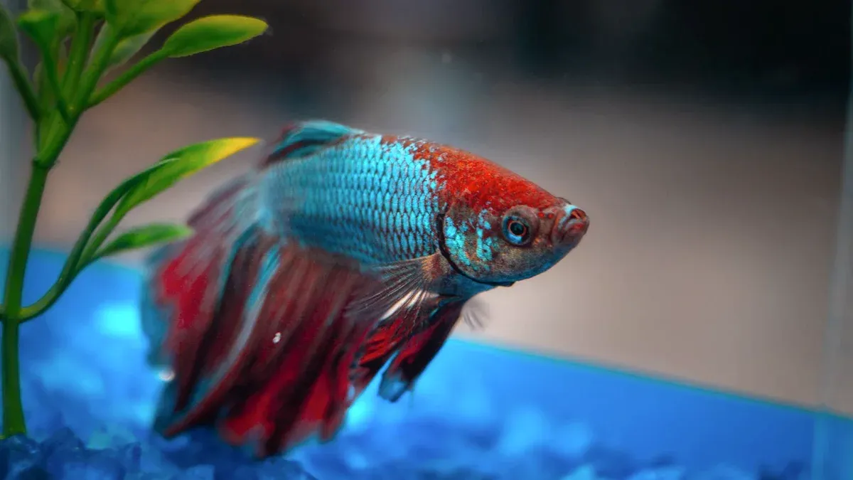 How Often to Do Betta Water Changes (Schedule by Tank Size and Setup)