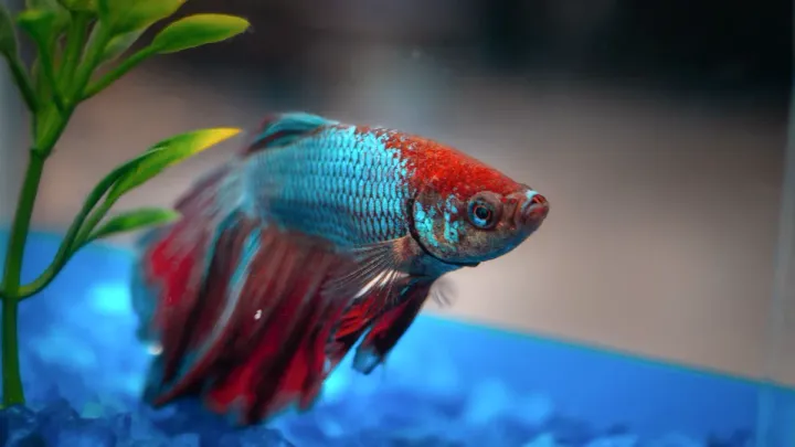How Often to Do Betta Water Changes (Schedule by Tank Size and Setup)