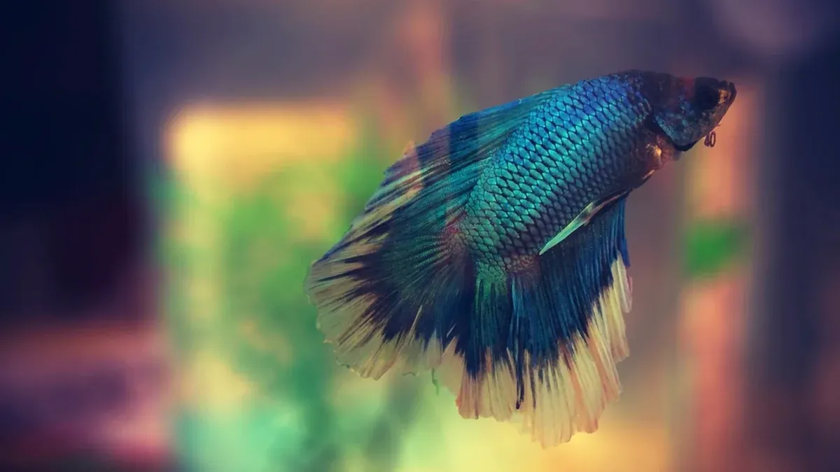 Is My Betta Happy or Stressed? 7 Signs to Read Your Fish