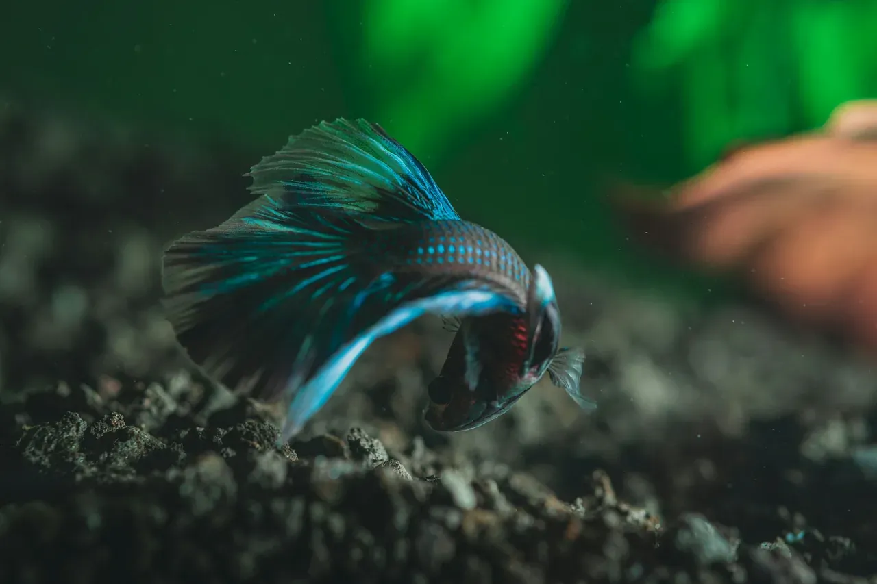 Healthy betta fish swimming in an aquarium