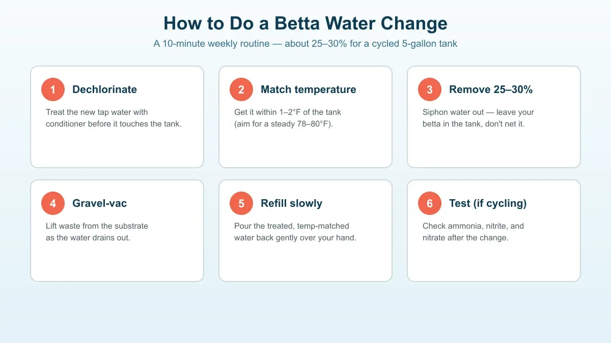 Six-step diagram showing how to do a betta fish water change