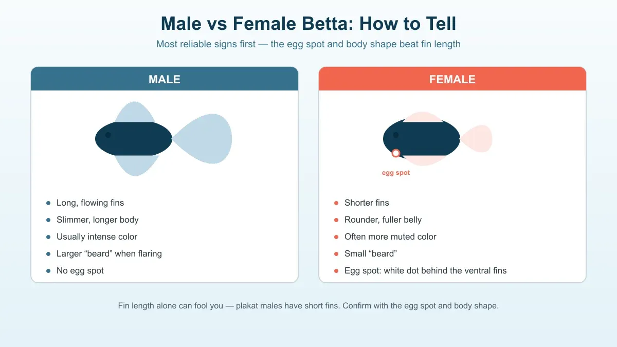 Labeled diagram showing where to find a betta's egg spot, ovipositor, ventral fins and beard when sexing it