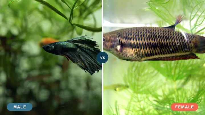 Male vs Female Betta: How to Tell the Difference