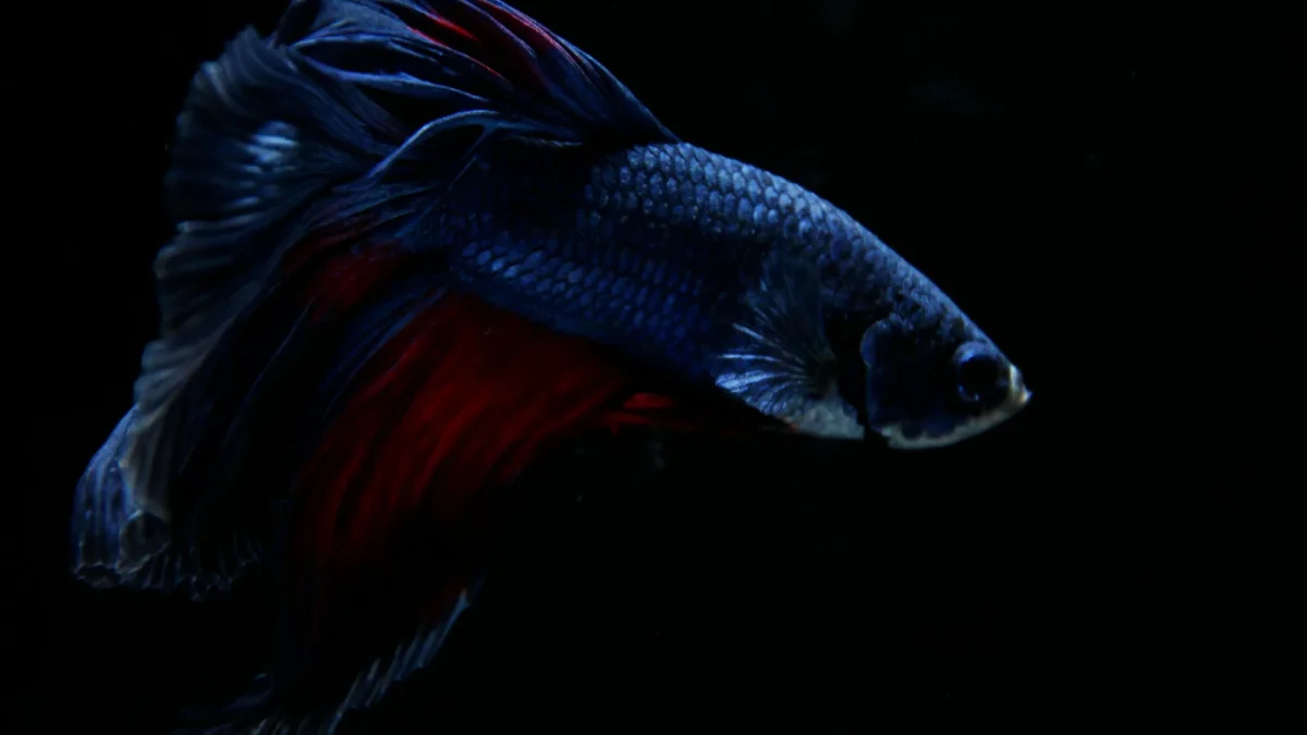 Black and red betta fish resting low in an aquarium