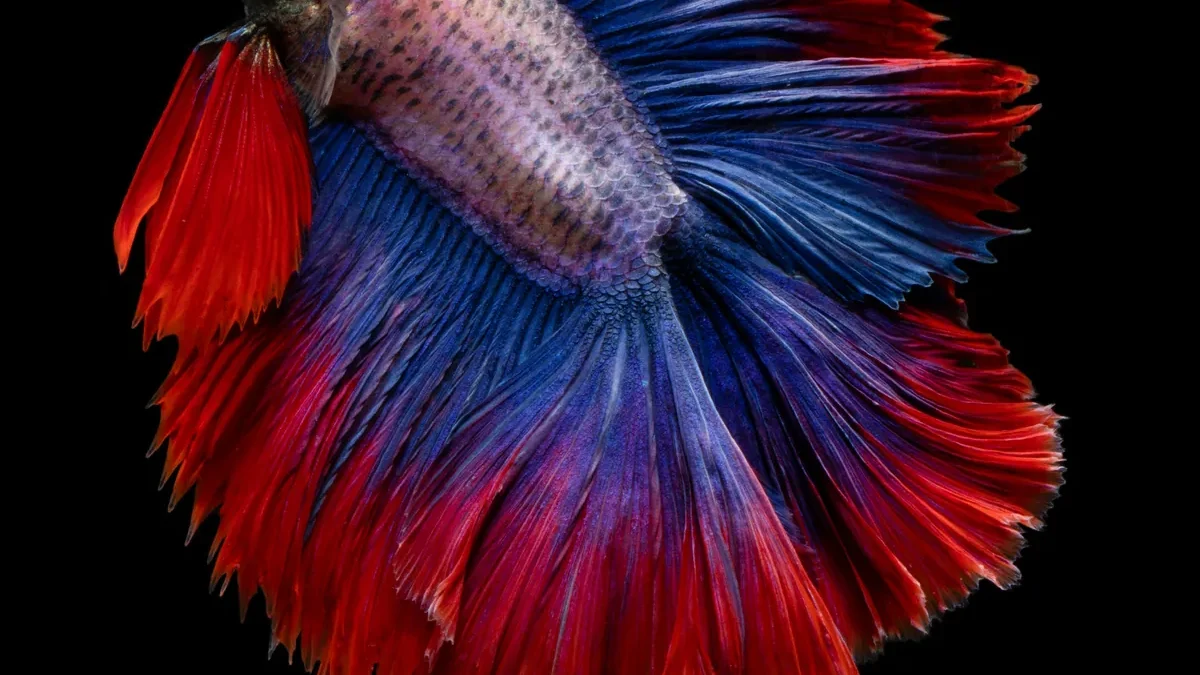 A halfmoon betta fish with a large blue and red flowing tail on a black background