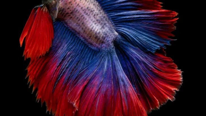 How Often & How Much to Feed a Betta Fish (Feeding Schedule)
