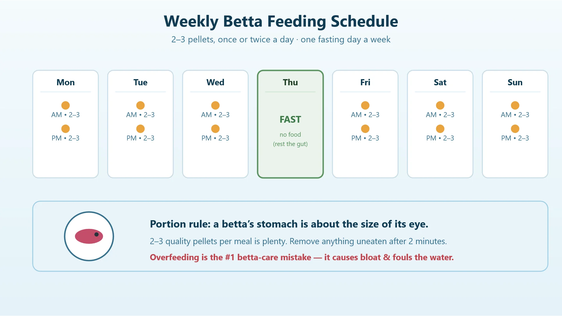 Weekly betta fish feeding schedule showing two small meals daily and one fasting day