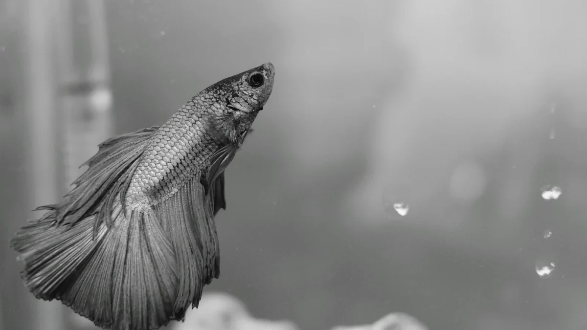 Gray betta fish displaying its long, flowing fins