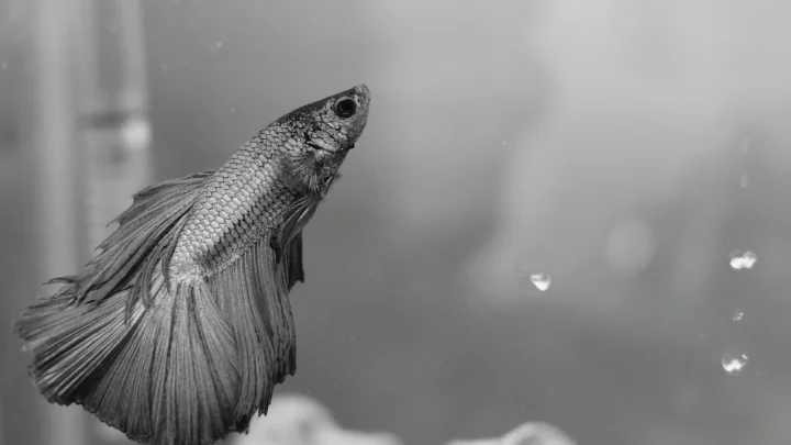 Betta Fish Care for Beginners: The Complete Guide