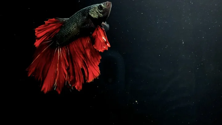 Why Is My Betta Fish Not Eating? 7 Reasons and How to Fix It