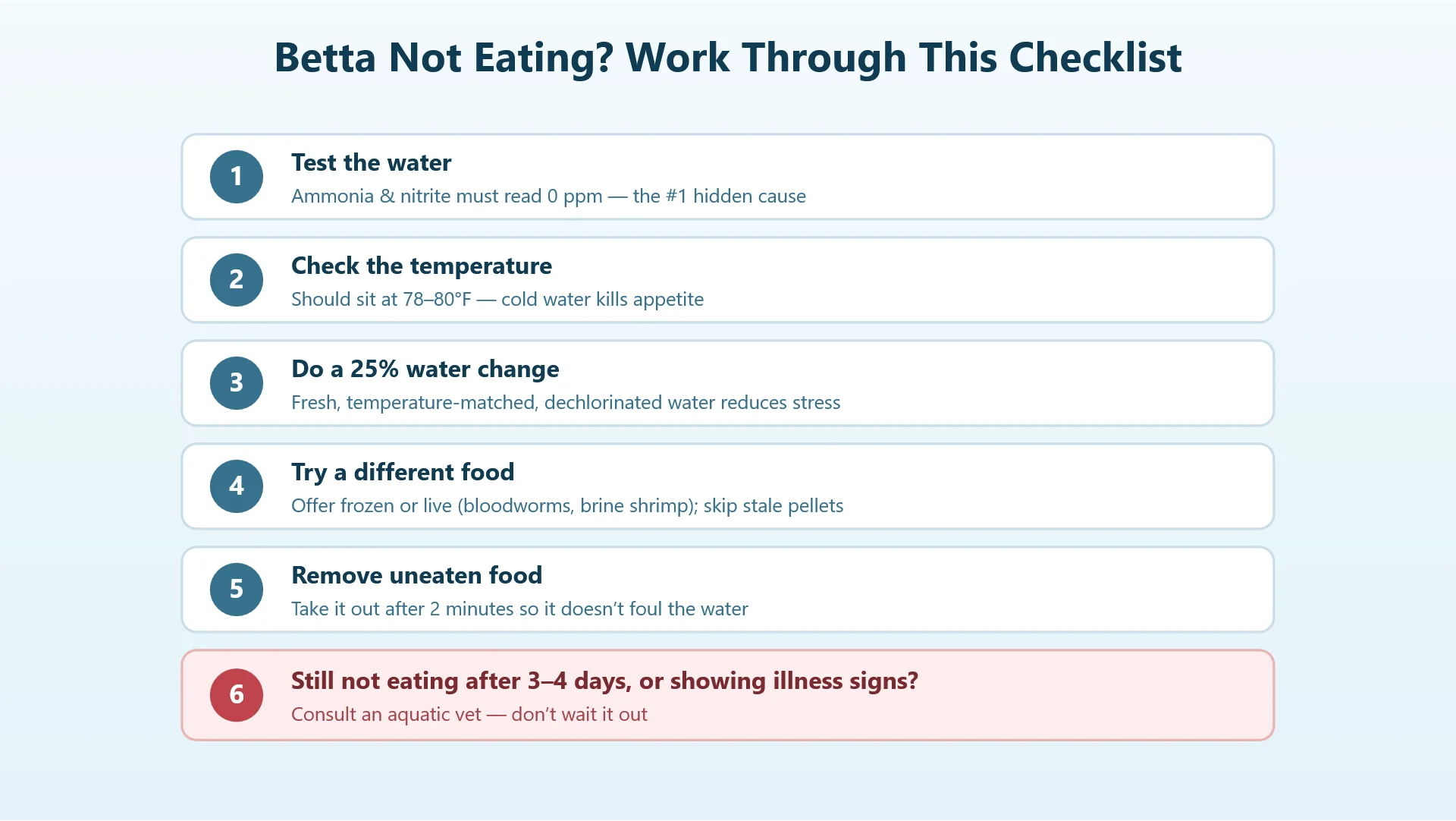 Step-by-step checklist for a betta fish that is not eating: test water, check temperature, change food