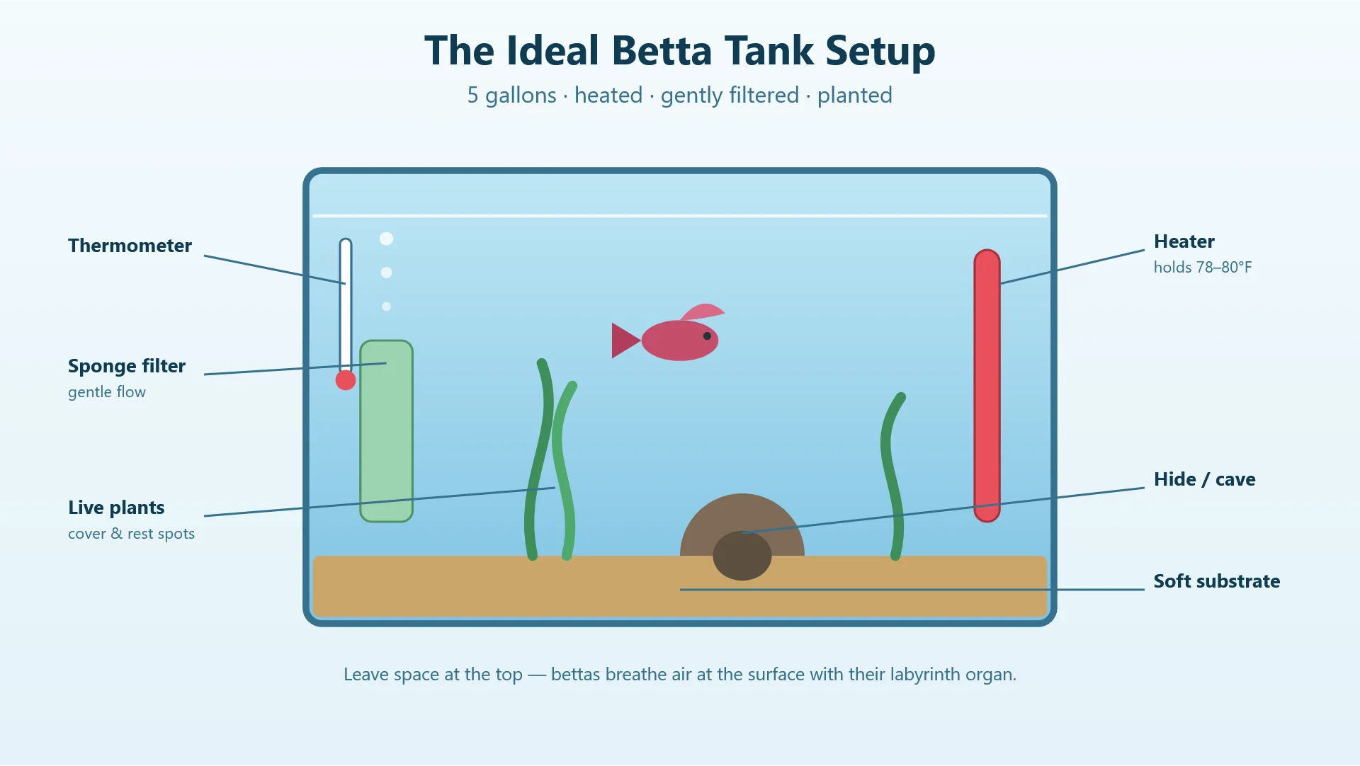 Diagram of an ideal 5-gallon betta tank setup with heater, filter, plants, and hide
