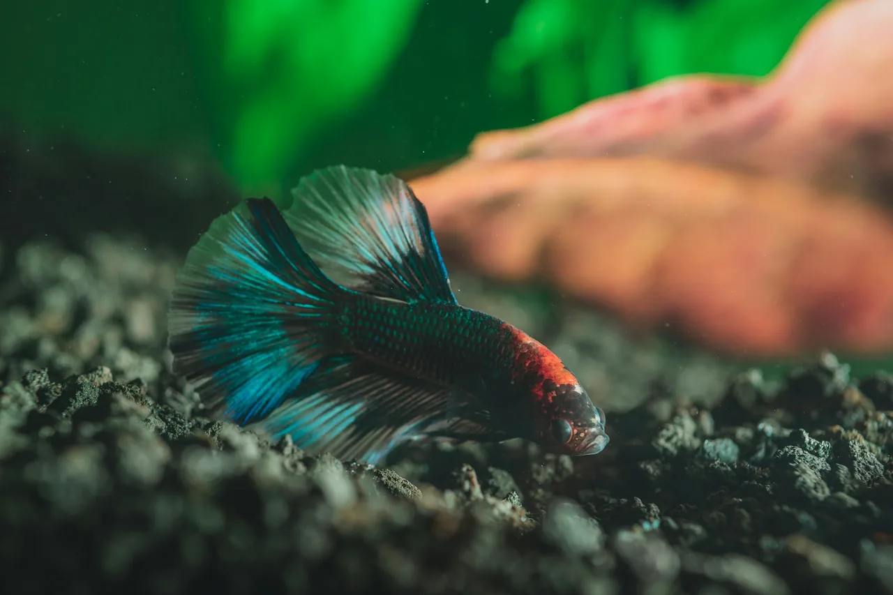 Healthy black and orange betta with intact fins